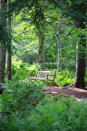 The Wild Gardens Of Acadia Friends Of Acadia