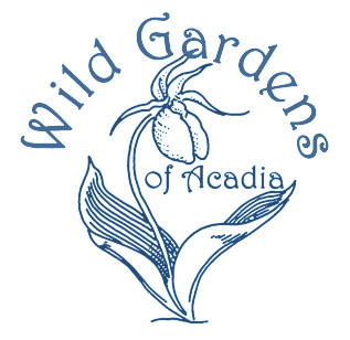 Wild Gardens Of Acadia Visitor Information Friends Of Acadia