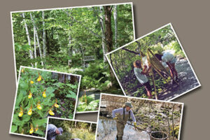 The Wild Gardens of Acadia cover