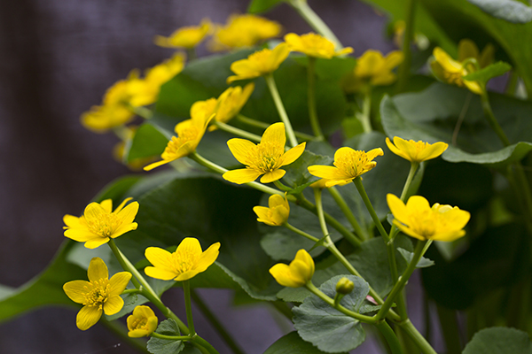 Marsh Marigold Wild Gardens