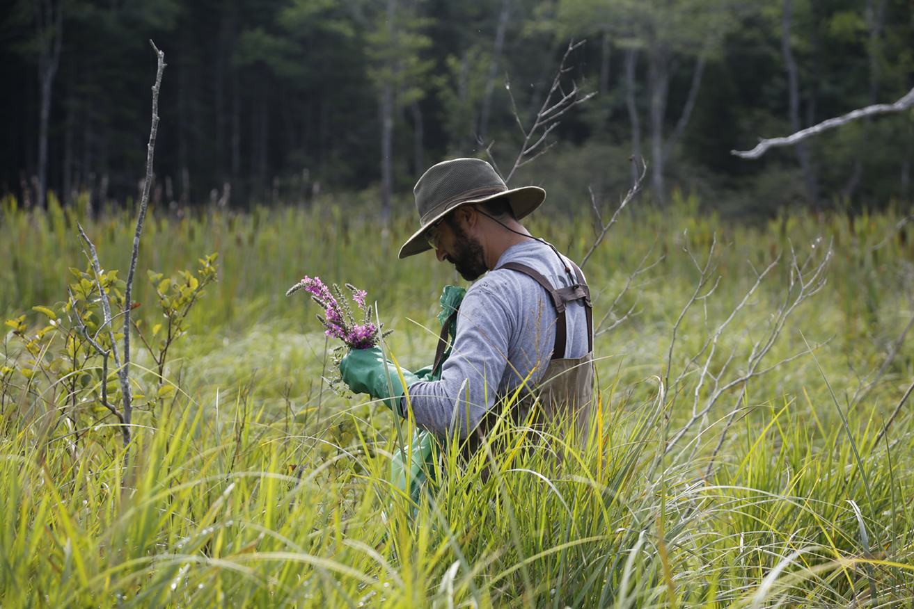 Jesse Wheeler and his exotic plant management team (EPMT) work to remove invasive purple loostrife from a wetland on Marshall Brook in Acadia National Park