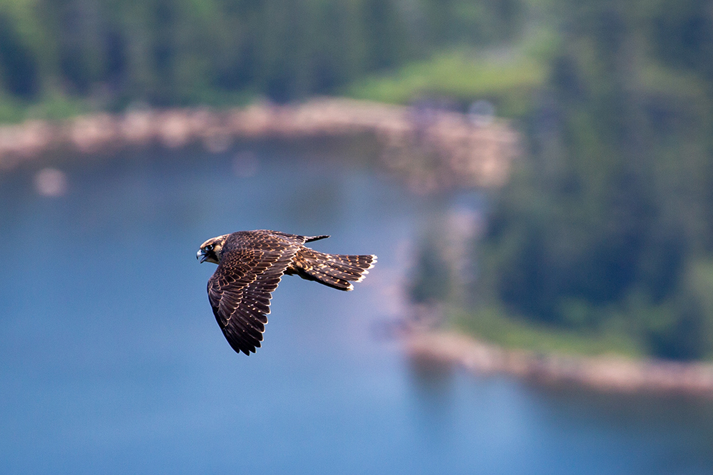A peregrine falcon flying as seen from the Jordan Cliffs in Acadia National Park.