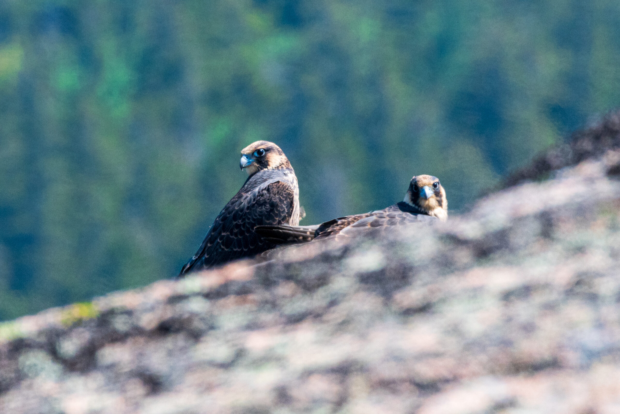 Several Trails Close for Peregrine Falcon Nesting