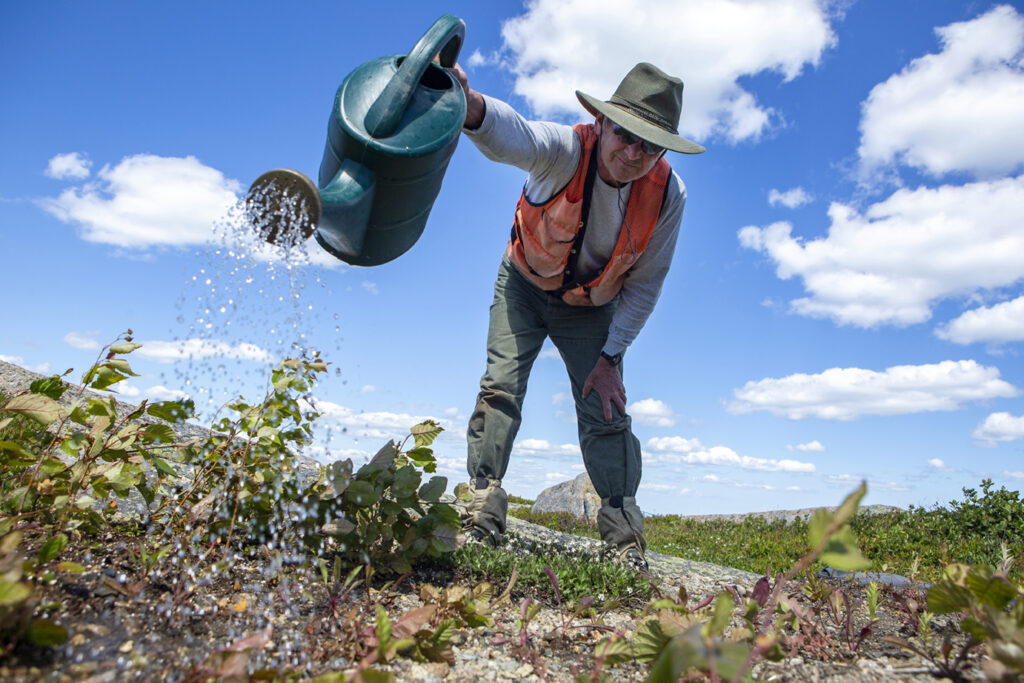 Jim Burka, Acadia National Park biological science technician, waters the plants that were planted in an effort to revegetate the summit of Cadillac Mountain in Acadia National Park
