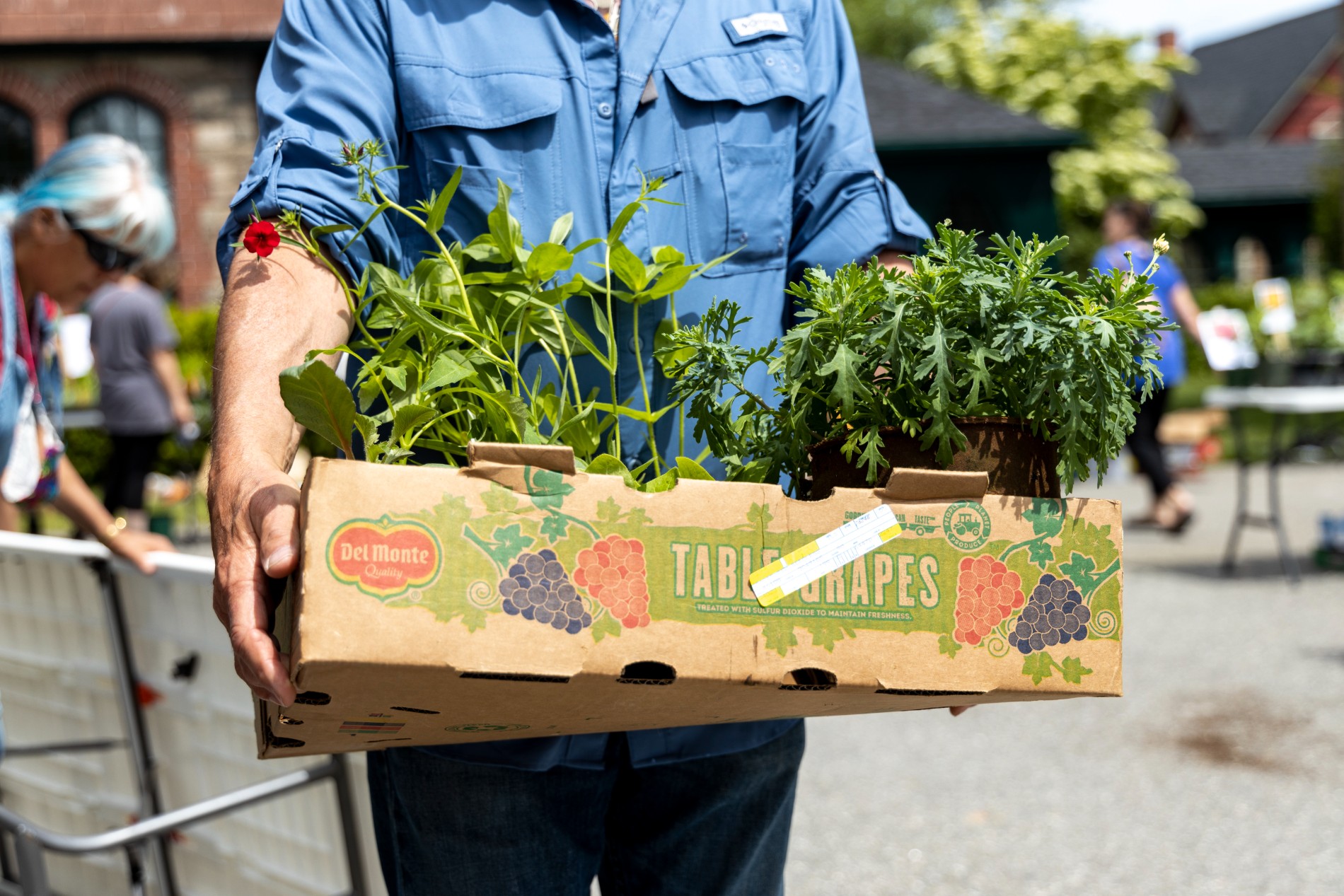 Shop the Wild Gardens Of Acadia Plant Sale