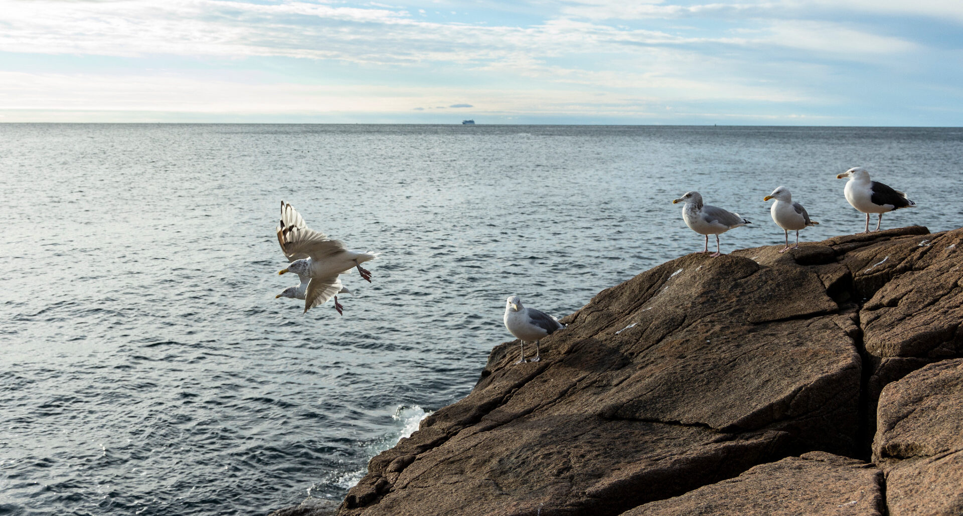 Gulls perch and take off from the rocks along the Ocean Path in Acadia National Park on Saturday, Oct. 8, 2022. (Photo by Lily LaRegina/Friends of Acadia)