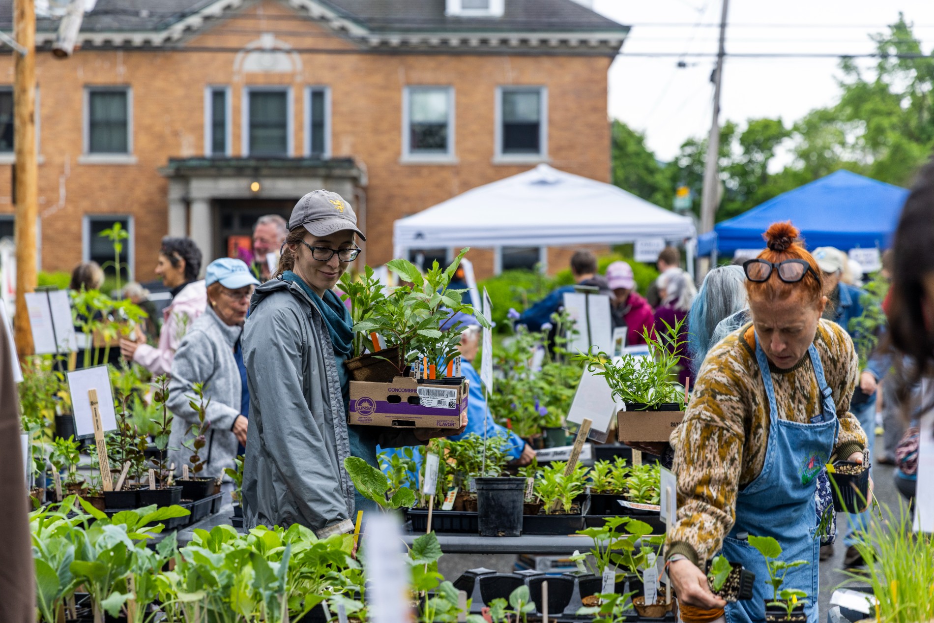 Shop for a Cause at the Wild Gardens of Acadia Plant Sale on June 13 in Bar Harbor