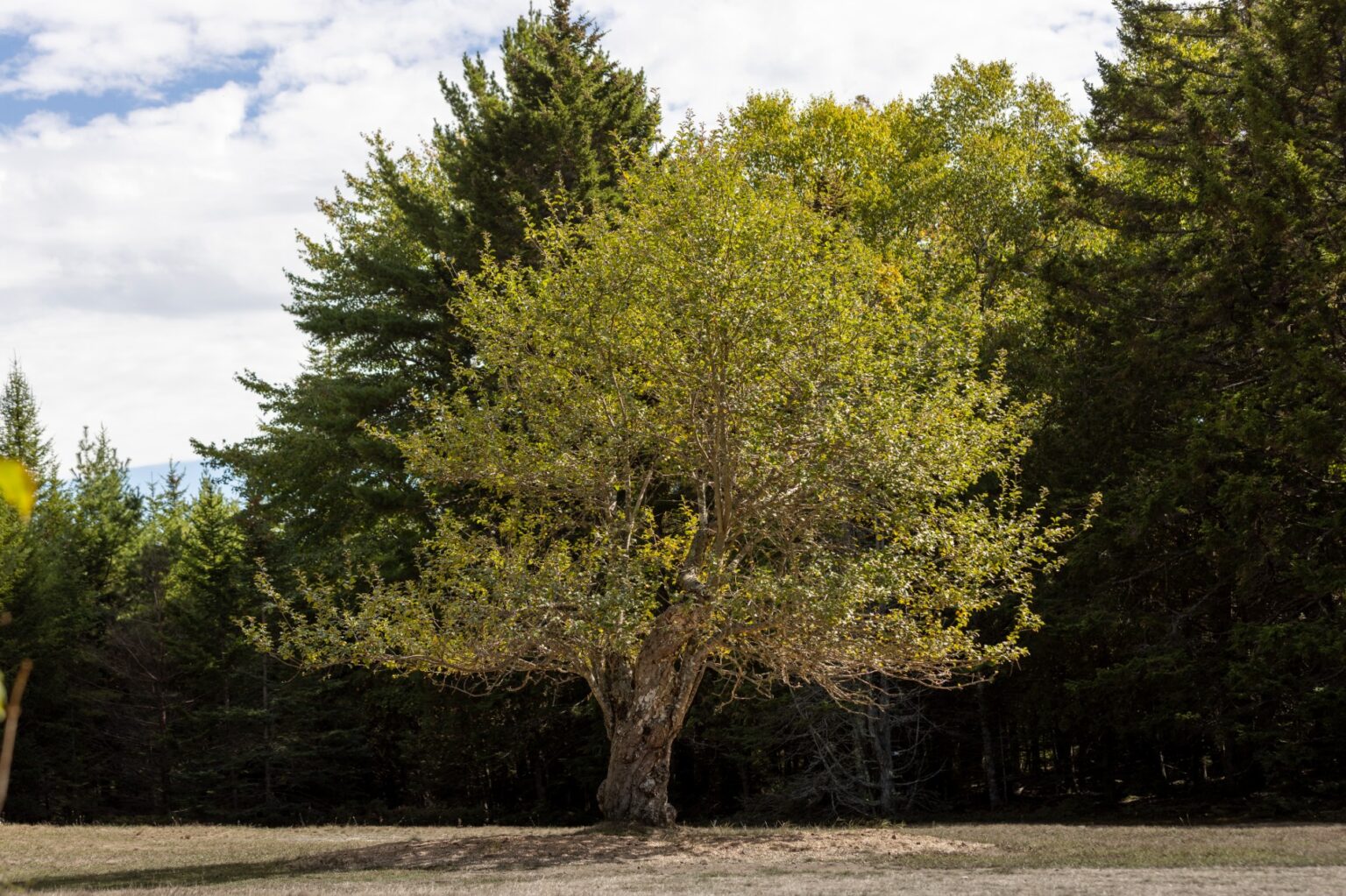 Acadia's Enduring Apple Trees - Friends of Acadia