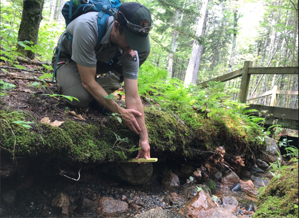 Acadia’s Vegetation Biologist Jesse Wheeler measures the depth of scour to the stream bank.