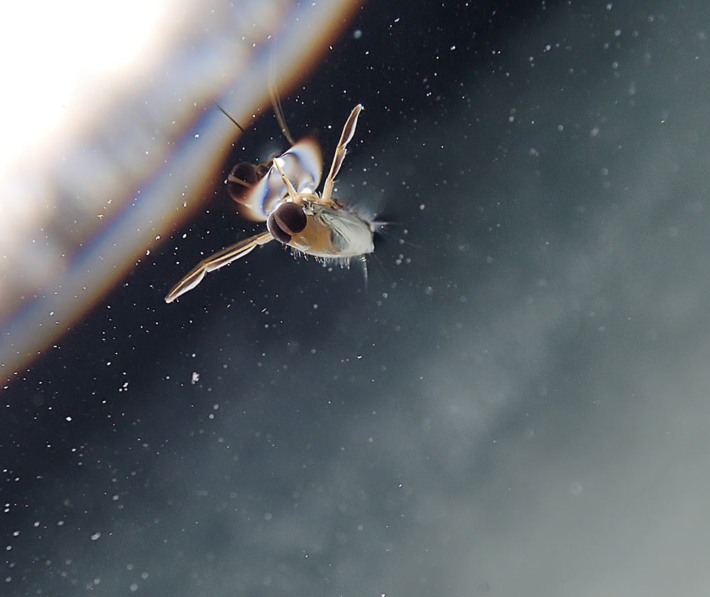 A backswimmer (family Notonectidae) fl oats at the water surface under the ice.