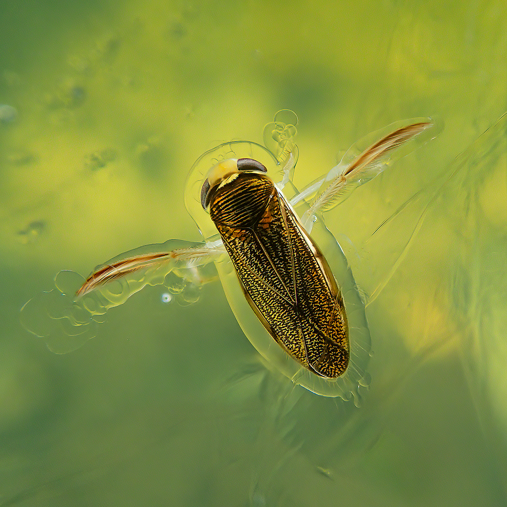 Despite being trapped in the ice, some water boatmen species can survive freezing.