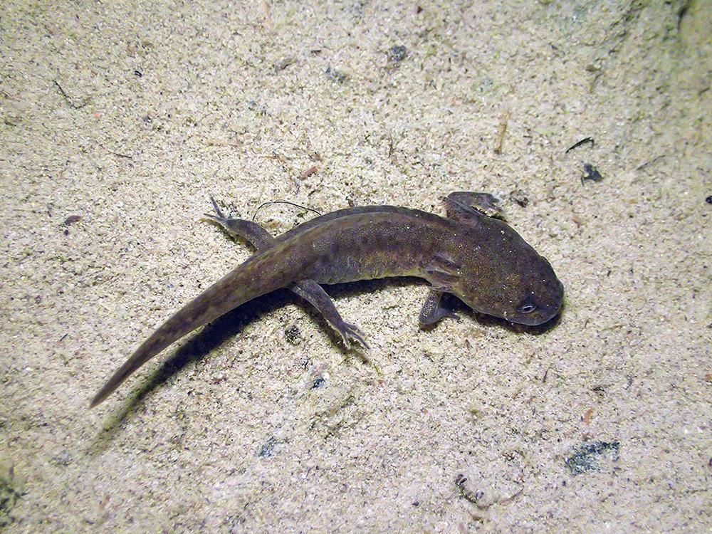 A salamander larva rests on the pond bottom.