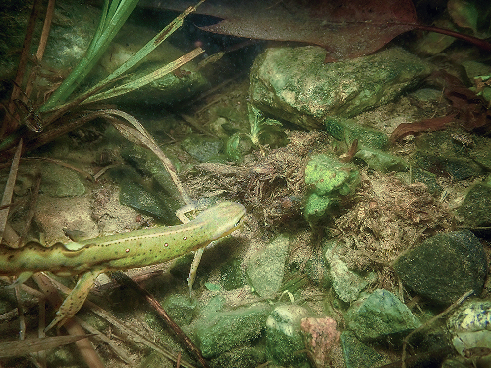 An adult eastern newt swims among pond plants.