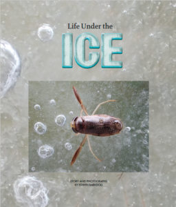 A water boatman, in the family Corixidae, on the ice.