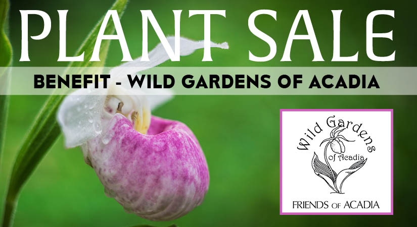 Wild Gardens of Acadia plant sale