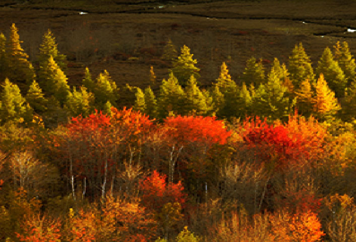 Autumn in Acadia