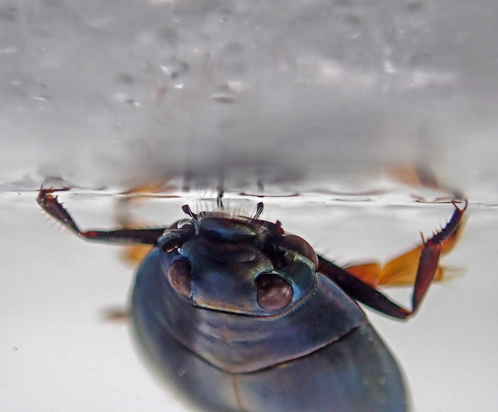 A whirligig beetle (family Gyrinidae) on the ice undersurface shows off its split eyes for looking above and below the water at the same time.